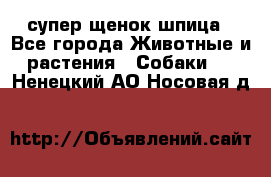 супер щенок шпица - Все города Животные и растения » Собаки   . Ненецкий АО,Носовая д.